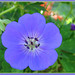 Nancy Handy Photo 14
