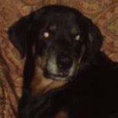 Richard Deal Photo 4