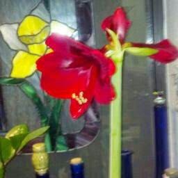 Debra Parsons Photo 23