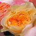 David Rose Photo 13
