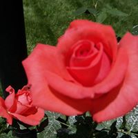 Theresa Hill Photo 37