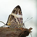 Dawn Nadeau Photo 18
