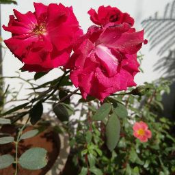 Anil Sharma Photo 47