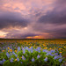 Anne Neeley Photo 8