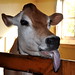Al Billings Photo 16