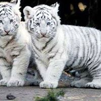 Janet Bentley Photo 16