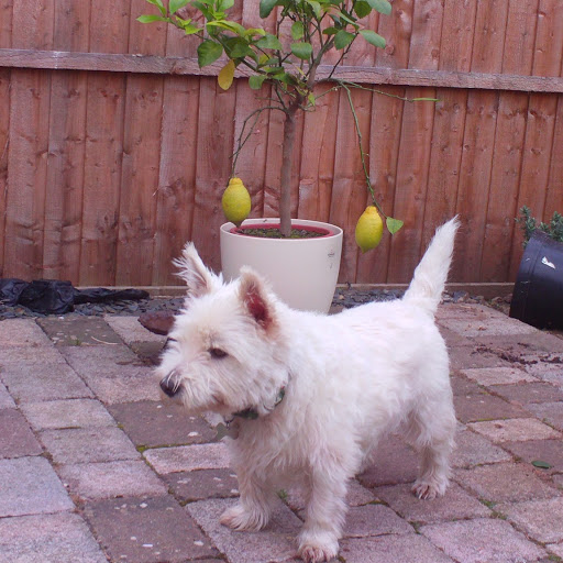 Ronald Cummings Photo 33