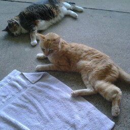 Cheryl Mckinney Photo 14