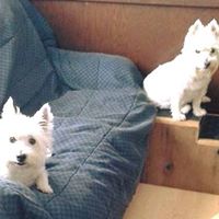 Carole Isaacs Photo 1