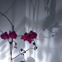 Susan Durrant Photo 5