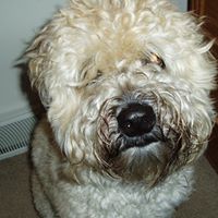 Terri Schaffer Photo 20