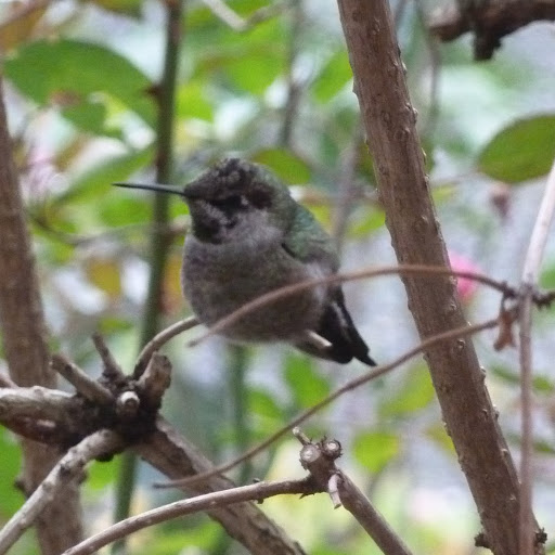 Carol Fielding Photo 20