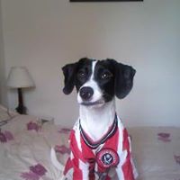 Jack Russell Photo 18