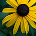 Susan Grow Photo 9