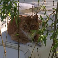 Cheryl Lange Photo 19