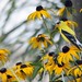 Susan Finch Photo 28