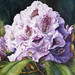 Julie Mcintyre Photo 26