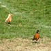 Robin White Photo 28
