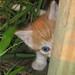 Bobby Peek Photo 24