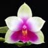 John Ang Photo 18