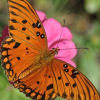 Don Nicholson Photo 10