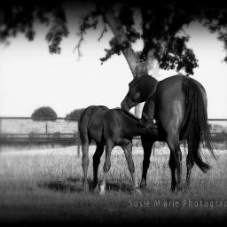 Susan Schuler Photo 17