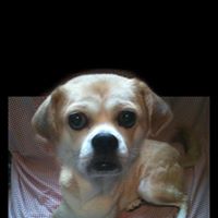 Phyllis Yuen Photo 16