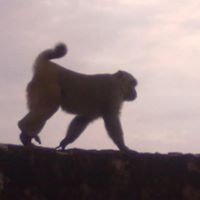 Nehal Dave Photo 5