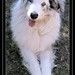 Dawn Ingersoll Photo 5