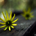 Amie Woods Photo 35