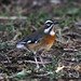 Robin Beard Photo 45