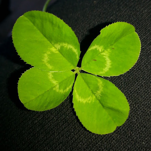 Kelley Mcgee Photo 15