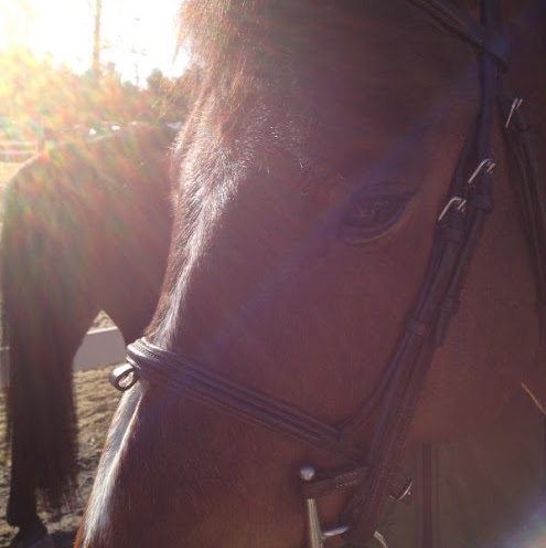 Elizabeth Toomey Photo 7