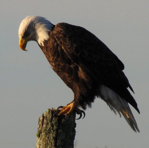 Larry Small Photo 21