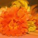 Patricia Flowers Photo 27