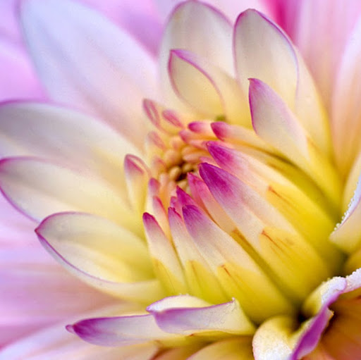 Christine Dawson Photo 30