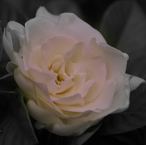 Laura Hodges Photo 33