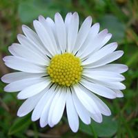 Daisy Arias Photo 14