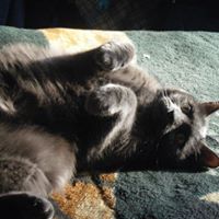 Deborah Elmore Photo 22