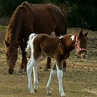 Terri Parnell Photo 8