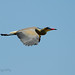 Maria Bird Photo 7