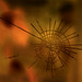 Ann Mackinnon Photo 20