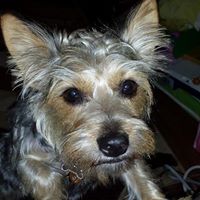 Theresa Rizzo Photo 12