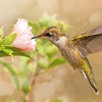 Theresa Houston Photo 16