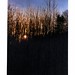 Alfred Fuller Photo 12