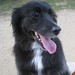 Raymond Beagle Photo 5