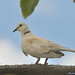 Hector Rolon Photo 25
