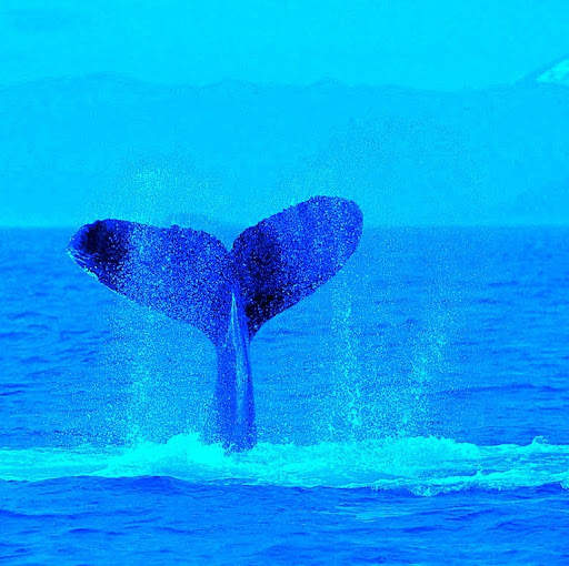 Dallas Morrison Photo 18