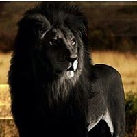 Vincent Hamilton Photo 19