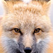 Rocky Fox Photo 23